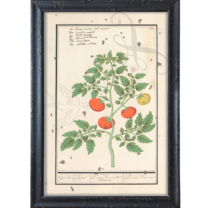 Pomidory obraz prowansalski