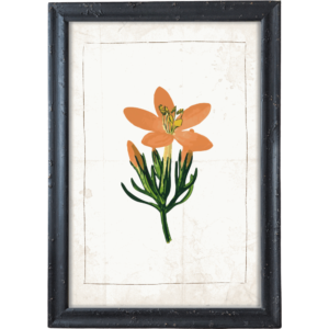 Gencjana kwiat obrazek prowansalski