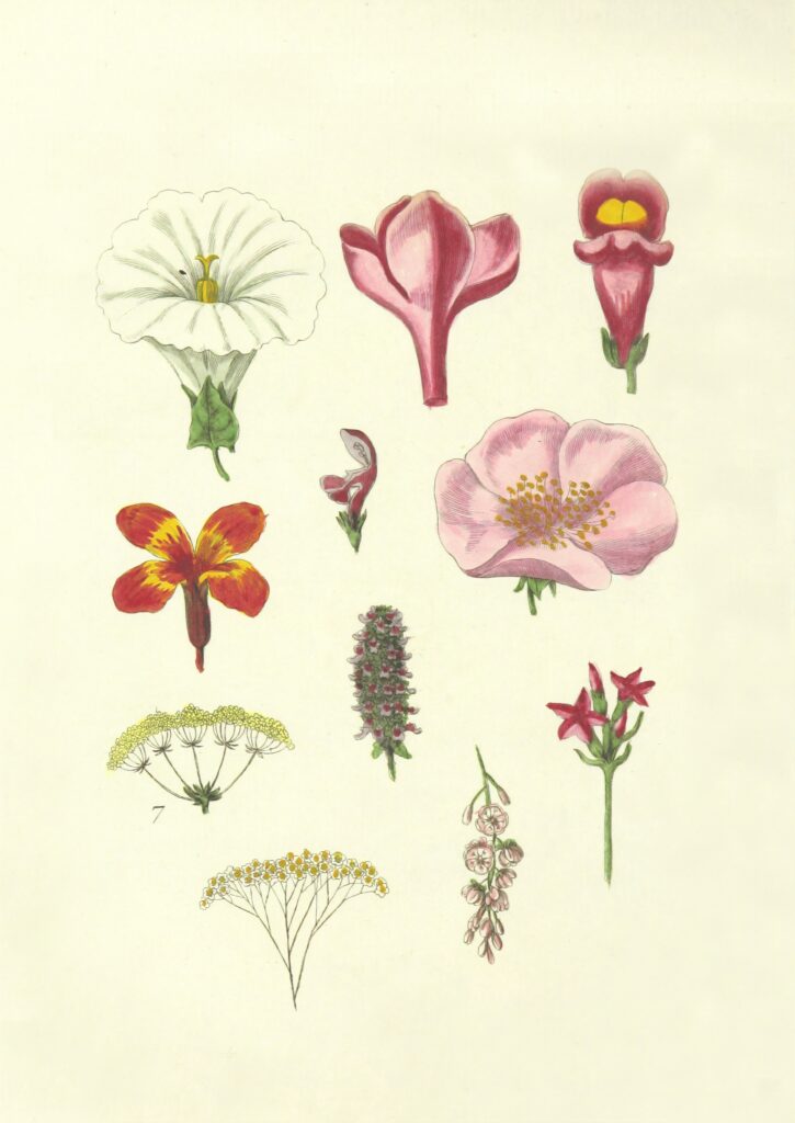 Botaniczne ryciny - kwiaty