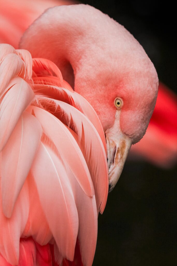 Fotoobraz z flamingiem