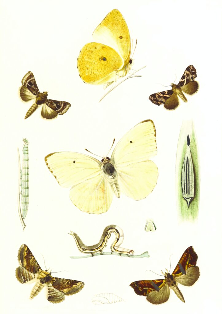 Przepoczwarzanie motyla - plakat botaniczny - obrazki owady