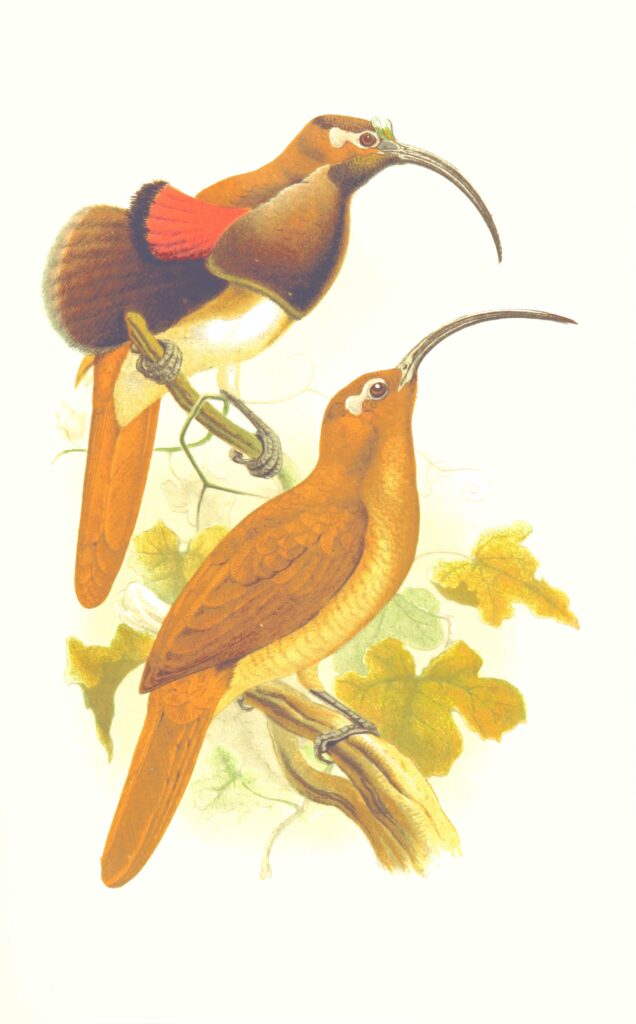Plakaty ptaki - ptasia rycina w stylu vintage