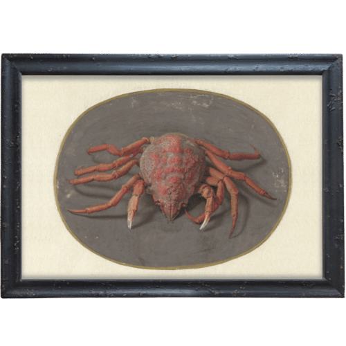 Krab ramka czarna postarzana Krab ramka czarna postarzana