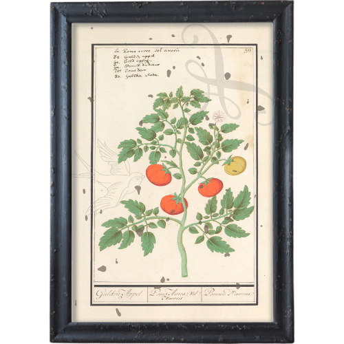 Pomidorki obraz prowansalski czarna rama postarzona