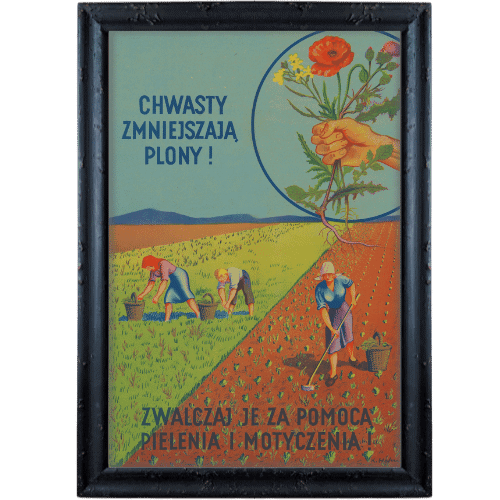 Chwasty zmniejszaja plony czarna postarzana Chwasty zmniejszaja plony czarna postarzana