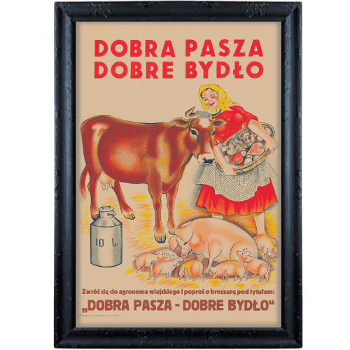 Dobra pasza dobre bydlo czarna postarzana