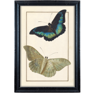 Dwa motyle w odcieniach błękitu grafika prowansalska