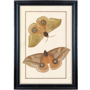Dwa motyle w odcieniach brązu grafika prowansalska