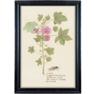 Karta z rośliną i owadem obrazek prowansalski
