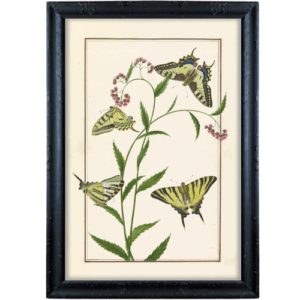 Motyle krążące nad rośliną grafika prowansalska