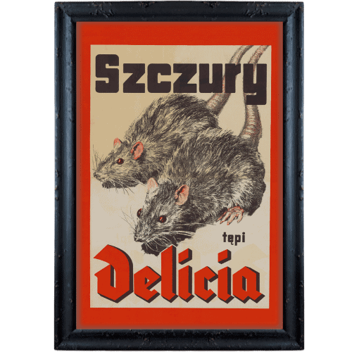 Szczury tepi Delicia czarna postarzana Szczury tepi Delicia czarna postarzana