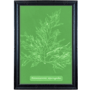 Wodorost liść biel na zielonym obrazek skandynawski