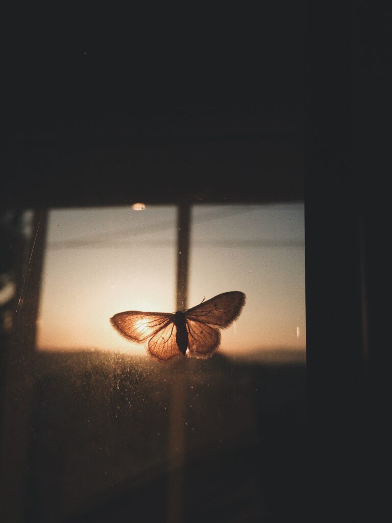 Szklane ramki z motylami