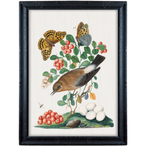 Brązowy ptak, borówka i motyle – James Bolton obrazek w stylu angielskim