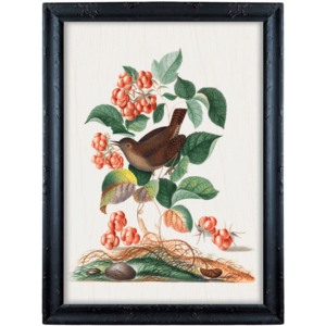 Brązowy ptak i maliny – James Bolton obrazek w stylu angielskim