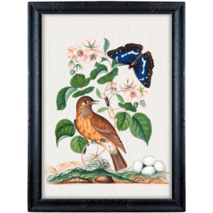 Brązowy ptak, niebieski motyl i różowe kwiaty – James Bolton obrazek w stylu angielskim