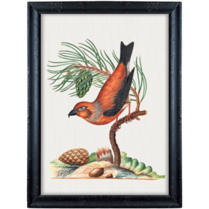 Czerwony ptak na sośnie – James Bolton obrazek w stylu angielskim