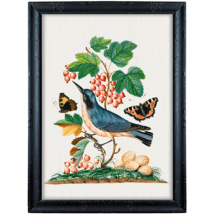 Niebieski ptak, agrest i motyle – James Bolton obrazek w stylu angielskim