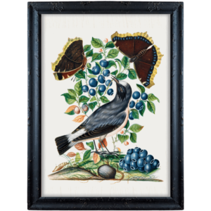 Szary ptak, borówki i motyle – James Bolton obrazek w stylu angielskim