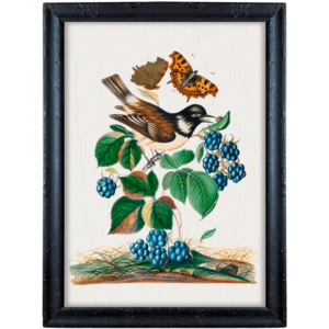 Szpak, jeżyny i motyl – James Bolton obrazek w stylu angielskim