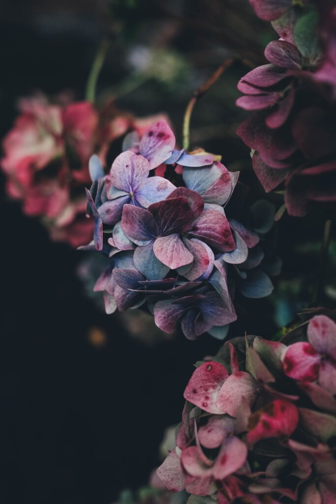Fotografia na sciane kwiaty